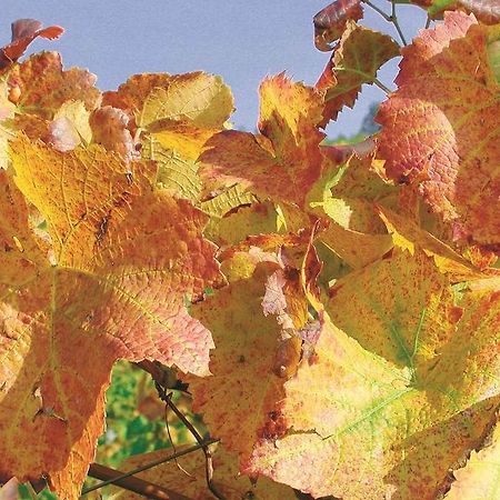 Weingut Alfred Huber Lejlighed Durbach Eksteriør billede