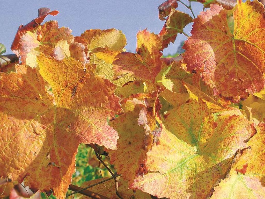 Weingut Alfred Huber Lejlighed Durbach Eksteriør billede